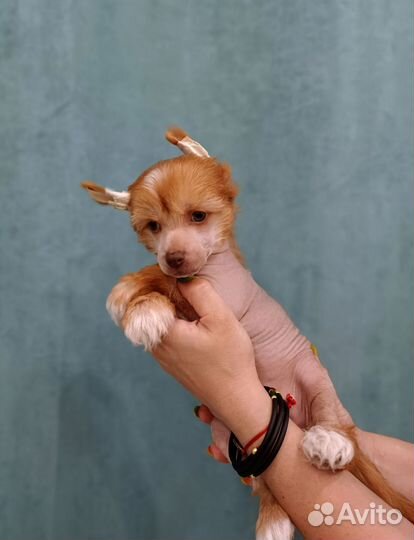 Мальчик Китайской хохлатой собаки