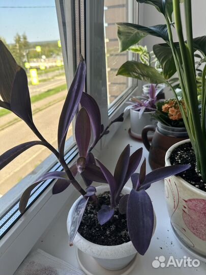 Комнатные растения