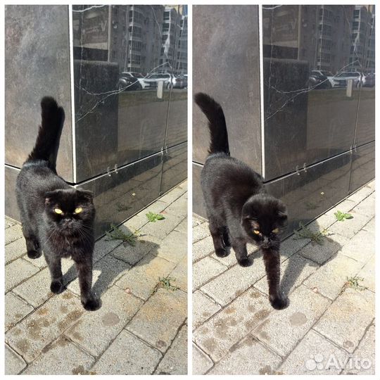 Кошечка в добрые руки