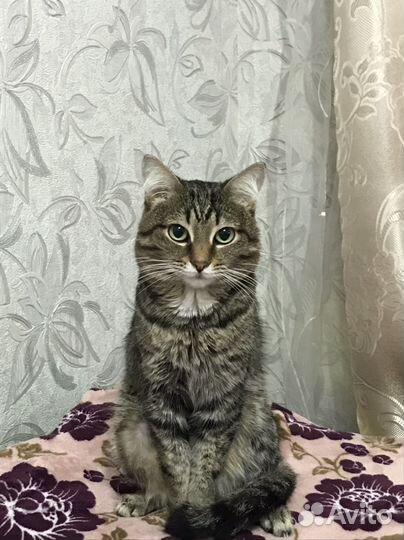 Сибирский кот