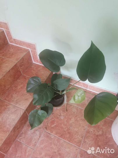 Комнатные цветы - монстера