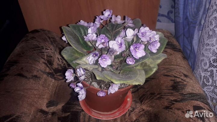 Фиалка в горшке