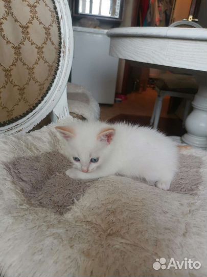 Кошки бесплатно