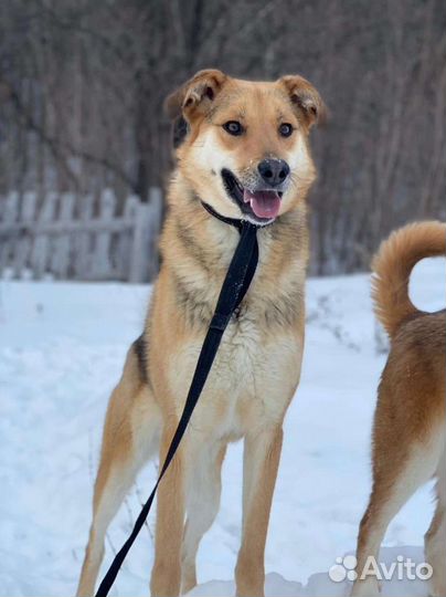 Собака Лора