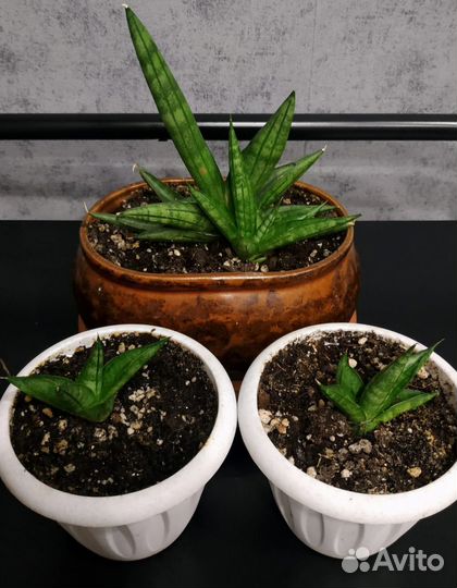 Комнатные растения