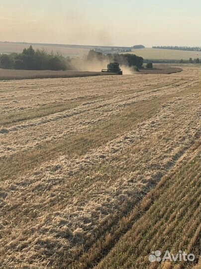 Ячмень,пшеница,овес