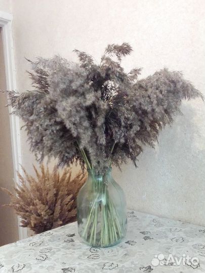 Пампасная трава. Тростник