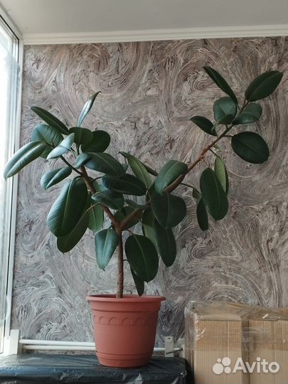 Фикус каучуконосный