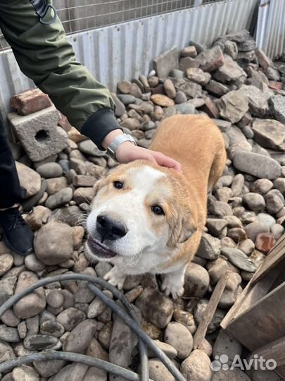 Алабай+лабрадор