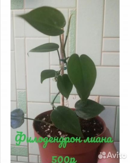 Сингониум цветы