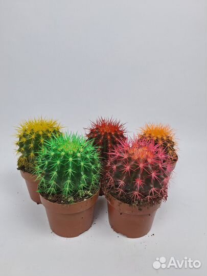 Кактус цветной