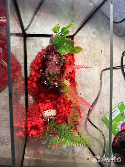 Аквариум 5 литров