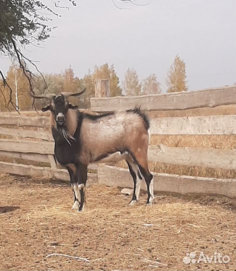 Козел зааненский