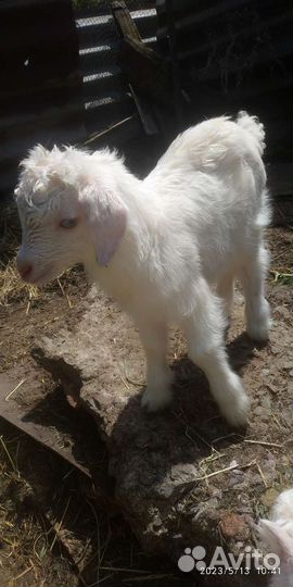 Козочки ламанча