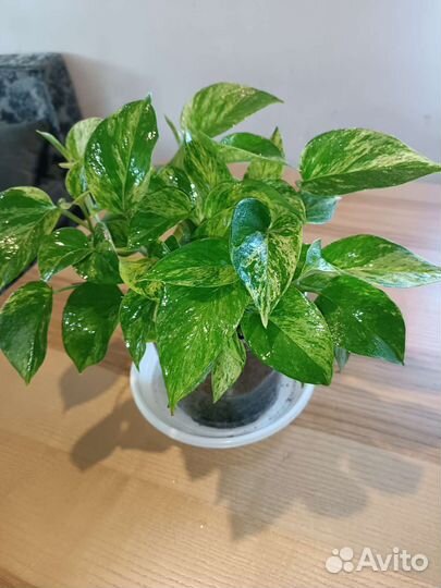 Сциндапсус марбл квин