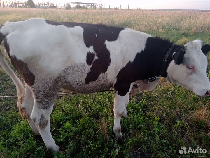 Продам Телочку