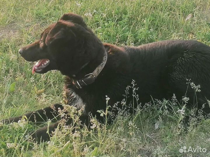 Альмочка в хорошие руки