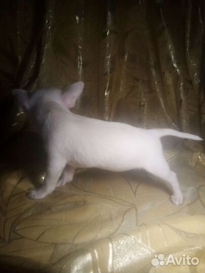 Микро-мини девочка