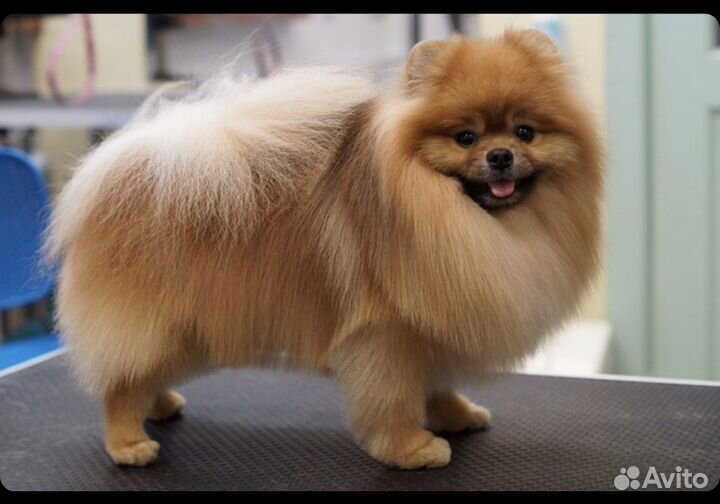 Померанский шпиц вязка