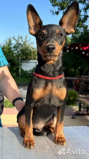 Цвергпинчер мальчик