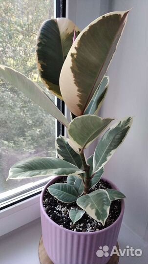 Фикус эластика Тинеке, комнатные растения