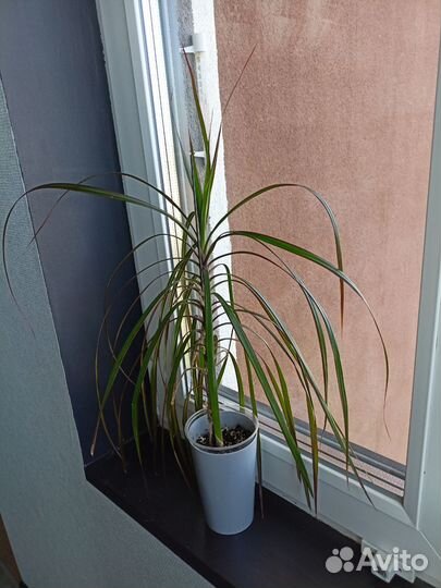 Драцена маргината