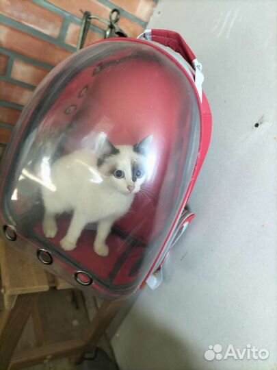 Котята в дар бесплатно