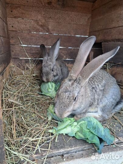 Кролики мясных пород