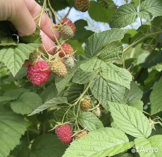 Малина ягода