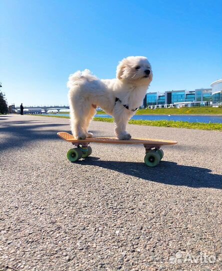 Мальтезе кабель вязка