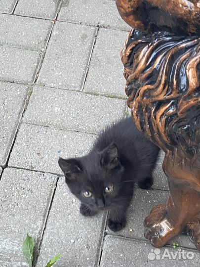 Котенок в добрые руки