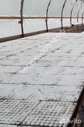 Сеянцы Сосна Ель зкс закрытая корневая система