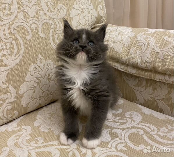 Котята мэйн кун