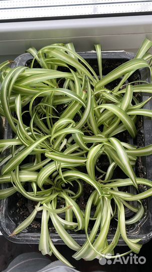 Хлорофитум кудрявый бонни