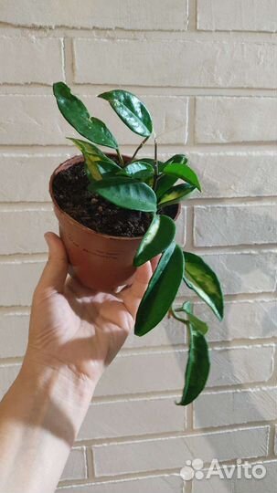 Хойя, разные сорта