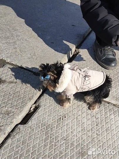 Куртка для собак мелких пород