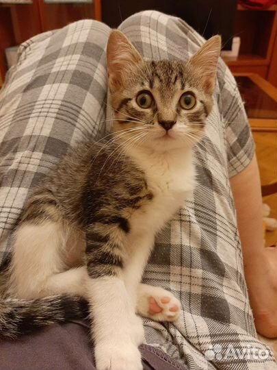 Котята мальчик и девочка в дар 2 мес