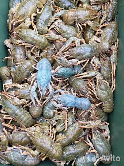 Раки Живые Круглосуточно