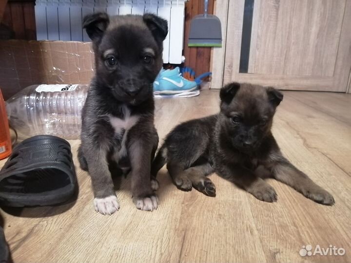 Отдам в добрые руки