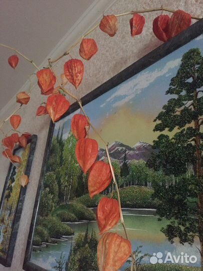 Цветы многолетники. Физалис