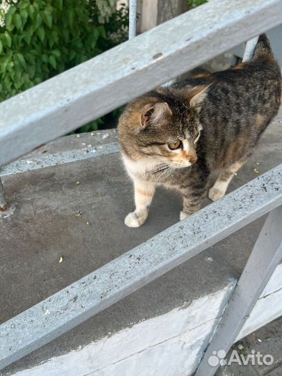 Выбросили не приученную у улице молодую кошку