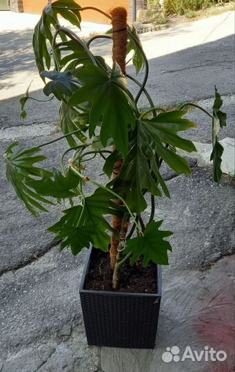 Для больших помещений, Филодендрон