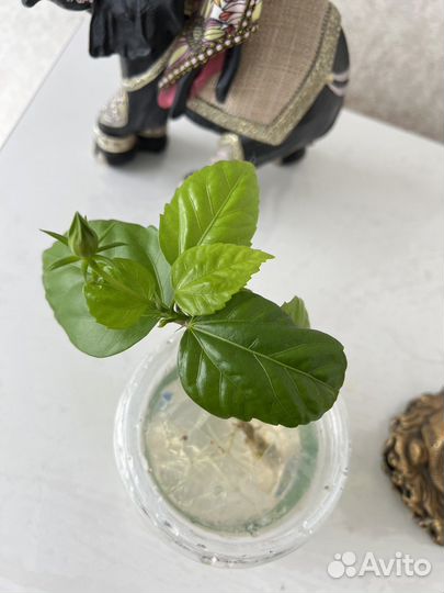 Китайская роза