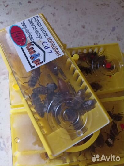 Кордован - Золотая пчела