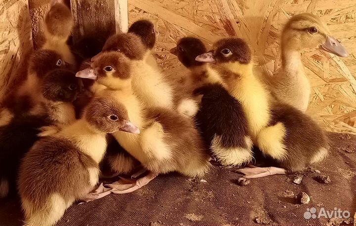 Цыплята, цесарята, индоутята, инкубационное яйцо