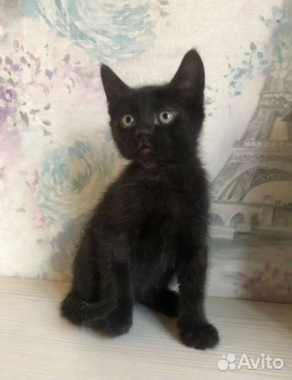 Котенок 1,5 месяца