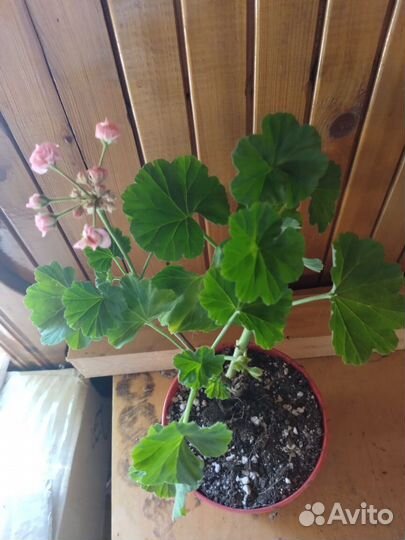 Розебудная Пеларгония герань сортовая