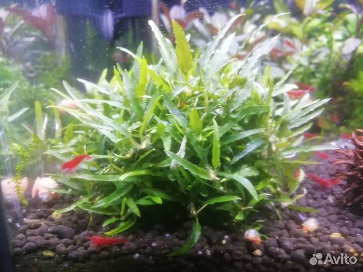 Sulawesi Kardinal.Taiwan. P.B.L