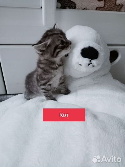 Котята