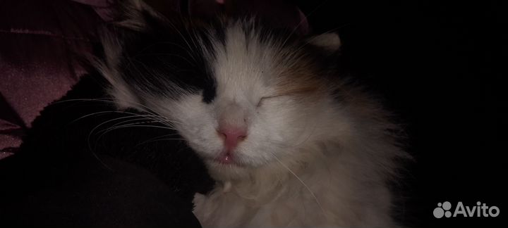 Кошка. И пёся